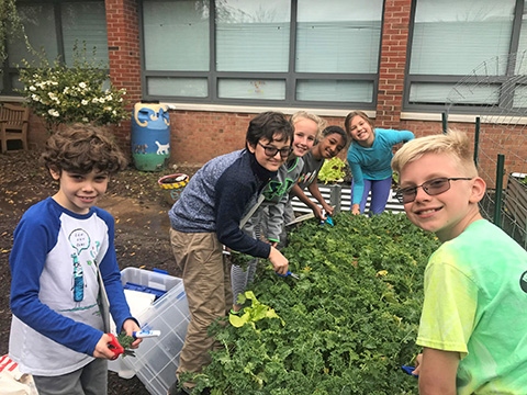 Students harvesting kale