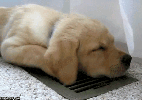 puppy laying on air vent